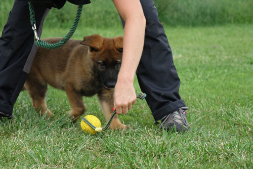 Bogie as a puppy